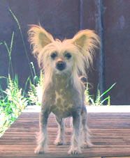 Vellar Pljus Patrissia