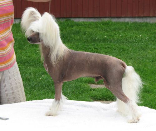 V-Max du Domaine Du President