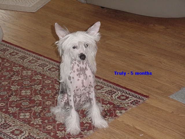 Vraiment Jokima Du Domaine Du President