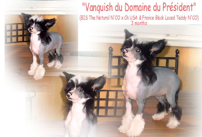 Vanquish du Domaine Du President