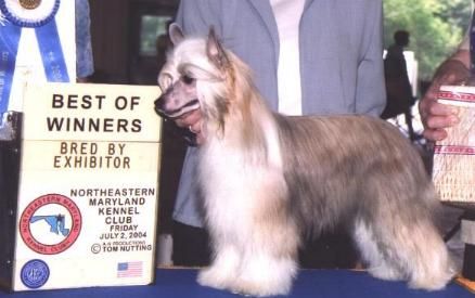 Wickhaven I'm Your Man