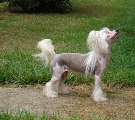 Wickhaven Lil' Bit O' Bayshore