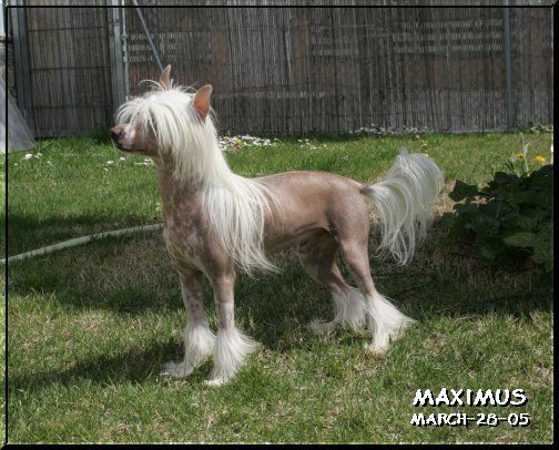 Woodlyn The Gladiator