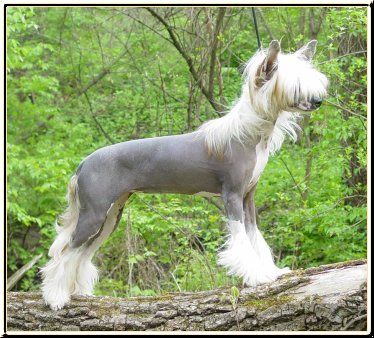 Woodlyn The Great Pretender