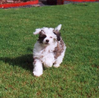 Xantusia Buffy Summers