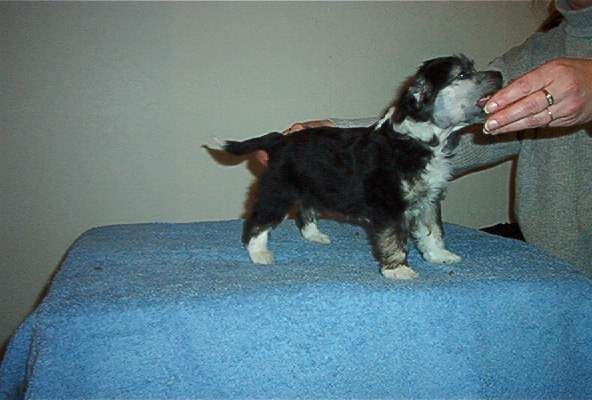 Zhannel's La Chouchoute