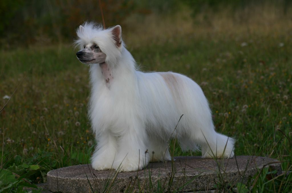 Zorrazo Buffalo Bill