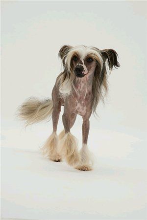 Zucci Rainbow From On High