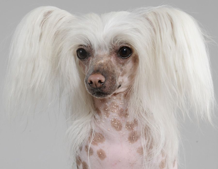 Fleur-Fiona-Til-Avrina