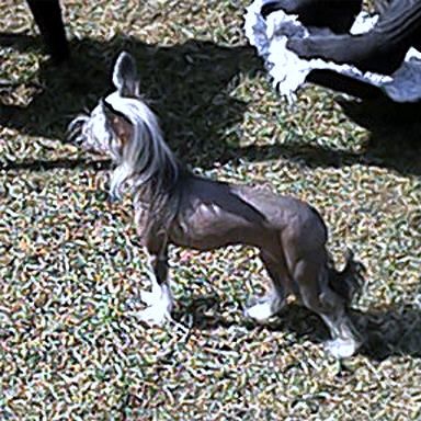 Rimabra's Alfa Krølla