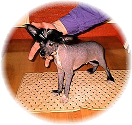 Rimabra's Devil in the Sky