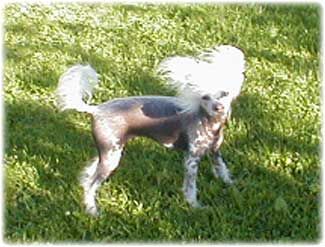 Qu-Ya-Va Local Hero's Engel