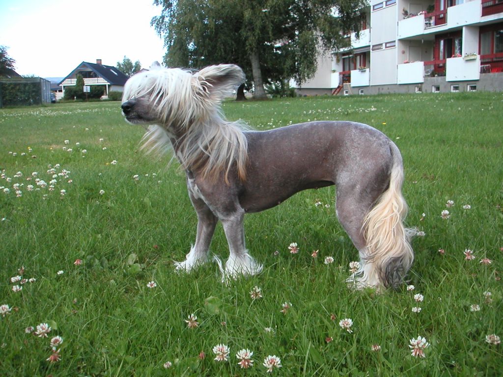 Blå Mandag's Cruella A Local Hero   	