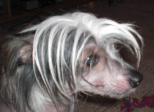 Qu-Ya-Va's Local Heros El Torro 	