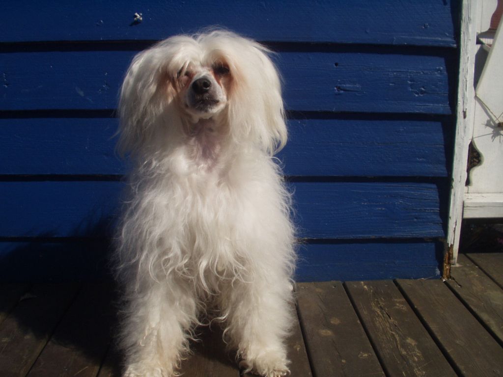 De La Mahafu's Haro Concorde 