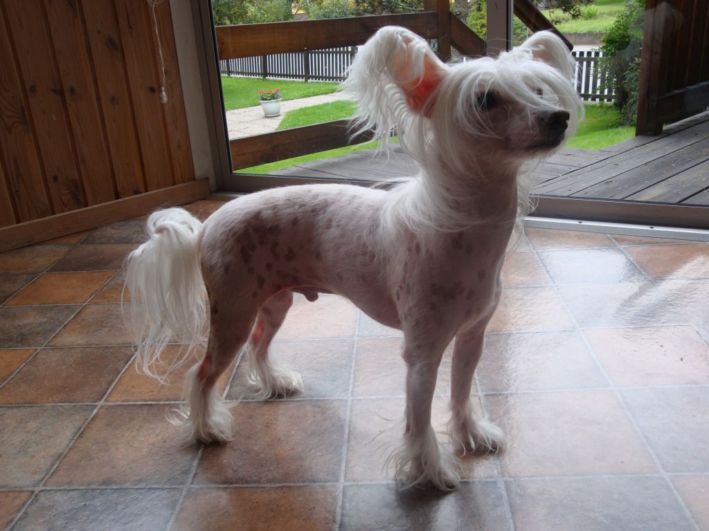 De La Mahafu's Bernie Boy