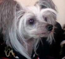 Sandfield's Ericthonios