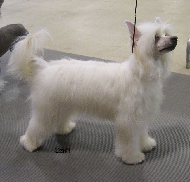 Expression-Heads Or Tails Superb