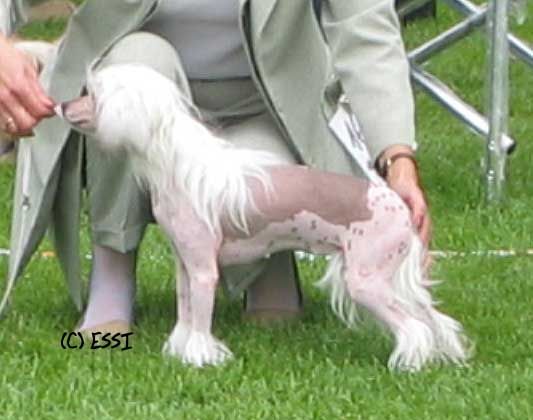 Kaunisvirran Gisella