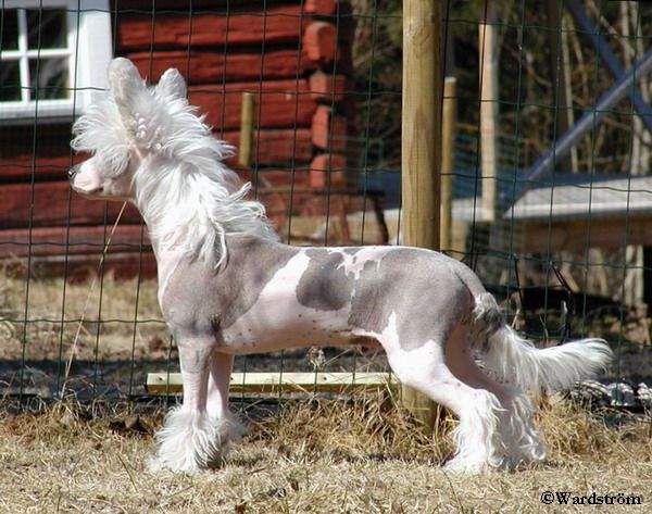 Twice as Nice Fanboy Hardcore