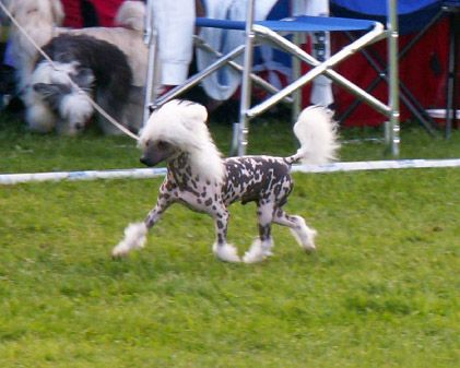 Twice as Nice Full Tilt Boggie