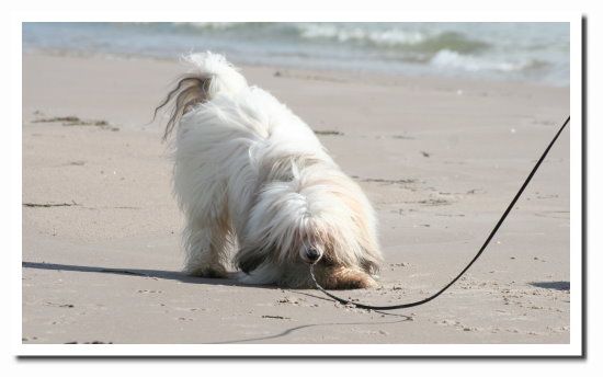 Belshaw's Fabu Plush