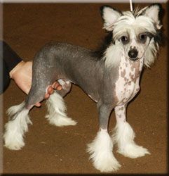 Sea Fire's Corbin The Challenger