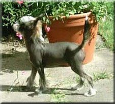 Sea Fire's Cobacabana