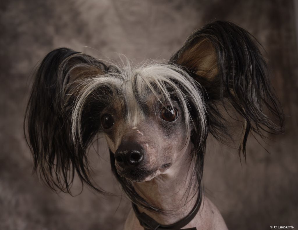 Rådjurstigens Hermione Granger