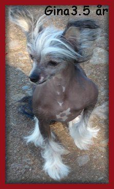 Blue Wing's Dee-Dee Dreamgirl