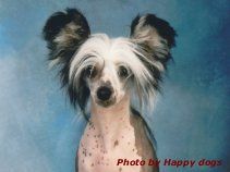 Concept Dog's A Naked Lady