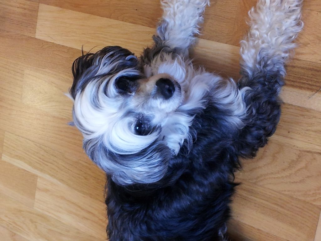 Concept Dog's A Dazzling Diva