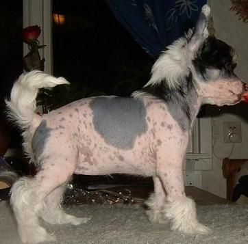 Lucky Line's Cruella de Vil