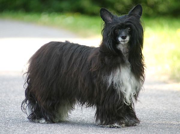 Sandfield's Galadriel Fain