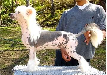 Lionheart Knock You Out