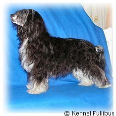 Fullibus Citron-meliss