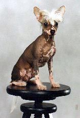 Puffen's Naked Divane Dennis