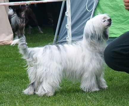 Sørperlas Miss C-Vims