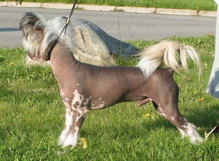 Biarbo's Blue Moon of Braveheart