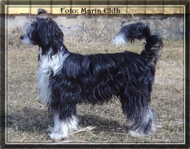 Mini-Crest Summer Queen