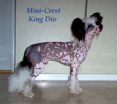 Mini-Crest King Dio 