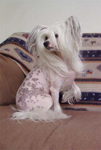 Mini-Crest Lady Deziree 