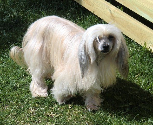 Thunderball Stars Afrodite Girl