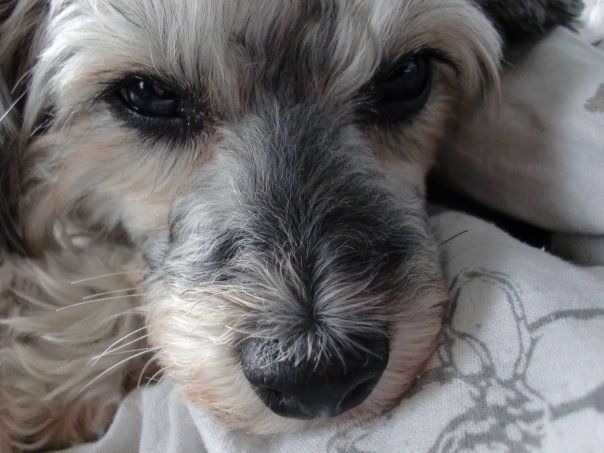 Silverekens Morticia