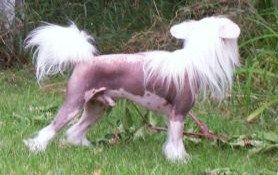 Proud Pony Young At Heart