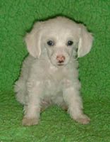 Proud Pony Youth Gone Wild