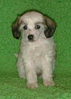 Proud Pony Yggdrasil