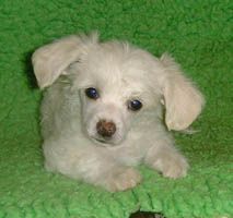 Proud Pony Your Own Way