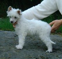 Proud Pony Your Excellency