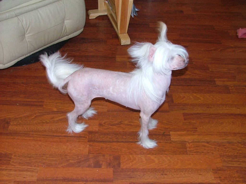 Sandfield's Honey Dot